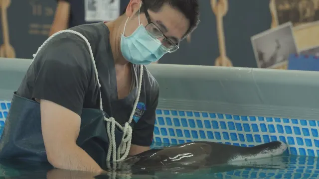 Hearing from the Dolphin-Image